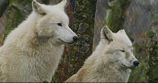 Jul 31, 2009 · in our funny gifs category wolves from our cliparts collection you will find funny animated gifs, images and graphics to download. Wolves Loup Gif Find On Gifer