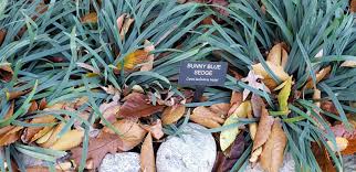 Image result for Carex johnstonii