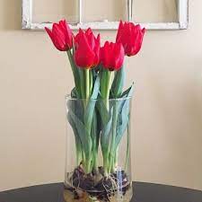 They were first made in the netherlands in the 17th century and were decorated with delfts blauw or chinese decoration. Regrow Bloomaker Tulip Bulbs