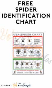 free spider identification chart yo free samples