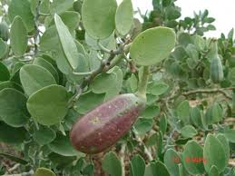 Image result for Capparis cartilaginea
