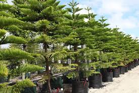 Image result for Araucaria columnaris