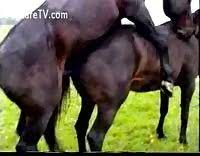 Two gay horses fucking - Extreme Porn Video - LuxureTV