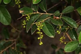 Image result for Antidesma venosum