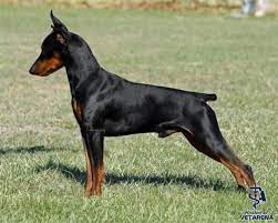 German Pinscher Complete Breed Information And Photos German Pinscher Pinscher Doberman Pinscher Dog