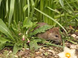 Sanitation is the single most important measure of control in getting rid of a rat problem. Rats In The Garden Do Rats Rummage In Gardens And Where Do Rats Live In The Garden
