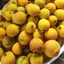 Image result for Garcinia acutifolia