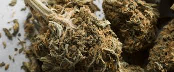 Image result for Marijuana