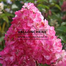 Image result for hydrangea paniculata vanille fraise