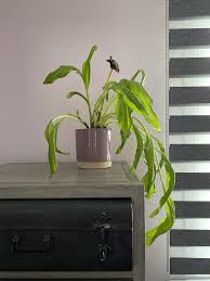 For calla lily care indoors, drooping leaves may mean it is either overwatered or underwatered. How Can I Fix My Calla Lily It Sprouted So Many Leaves Its Drooping Shall I Tie Them Together Gardening Garden Diy Home Calla Lily Calla Calla Lillies