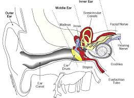 inner ear diagram labeled ea4ab86242585b6f801a80f4964d51dd