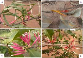 Image result for Tapinanthus dependens