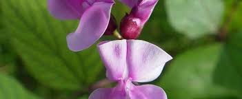 Passion flowers, or passion vines, produce intricate purple flowers, and sometimes white. Lablab Species Hyacinth Bean Lablab Purpureus