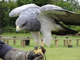Pictures of birds of prey to include hawks, eagles, owls, etc. Chilean Grey Eagle Picture Of Birds Of Prey Centre Wilstead Tripadvisor