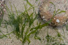 Image result for Macrotyloma ellipticum