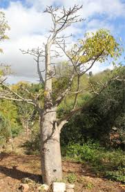 Image result for Hildegardia