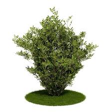 Shrub Bush And Grass 3d Model Shrubs Plants Bush