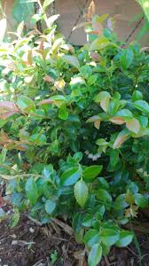 This rating tells you the minimum winter temperature the plants typically survive when properly hardened off. Evergreen Huckleberry Vaccinium Ovatum Scarlet Ovation Garden Org