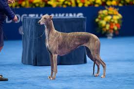 Greyhounds as pets of northeast florida inc. Summerville Greyhound Wins Best In Show News Postandcourier Com