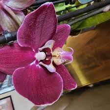 Image result for Angraecum infundibulare