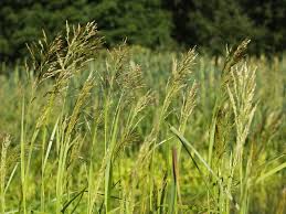 Image result for Glyceria