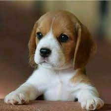 Pin By Silvia Diana Medici On Cute Cats Dogs Cute Baby Dogs Cute Baby Animals Baby Beagle