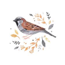 Sparrow Bird Drawing For Kids With Colour Sorcha Faulkner House Sparrow Nature Design Print Collage Bird Illustration Http Cargocollective Com Sor Illustration Bird Art Watercolour Inspiration