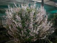 Image result for Plectranthus swynnertonii