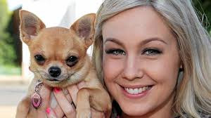 Talented Rosewood Chihuahua