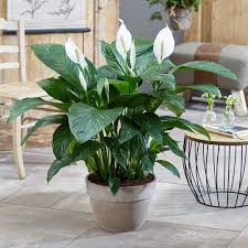 Image result for Spathiphyllum