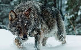 You can also upload and share your favorite alpha wolf wallpapers. Alpha Wolf Wallpapers Top Free Alpha Wolf Backgrounds Wallpaperaccess