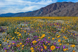 Immerse yourself in the natural beauty. Anza Borrego Desert Flower Fields Photograph By Kyle Hanson