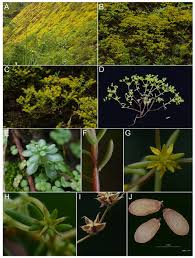 Image result for Crassulaceae