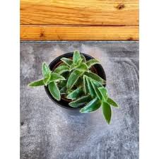 Image result for Cyanotis lanata