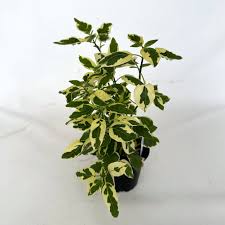 Image result for Asystasia vogeliana