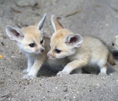 Sweet Fennec Fox Babies Available For Sale Adoption From Toronto Ontario @  Adpost.Com Classifieds > Canada > #107338 Sweet Fennec Fox Babies Available  For Sale Adoption From Toronto Ontario ,Free,Canadian,Classified  Ad,Classified Ads” style=”width: 100%; height: auto; title=”Sweet Fennec Fox Babies Available For Sale Adoption From Toronto Ontario @  Adpost.Com Classifieds > Canada > #107338 Sweet Fennec Fox Babies Available  For Sale Adoption From Toronto Ontario ,Free,Canadian,Classified  Ad,Classified Ads”><figcaption style=