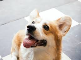 One of the keys to this is to avoid ever reinforcing or rewarding barking in the first place. Blog How Do I Train My Dog Not To Bark Pupy