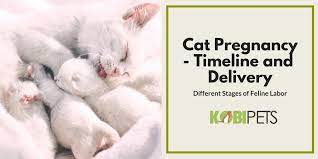 Maybe you would like to learn more about one of these? Cat Pregnancy Timeline And Labor Advice Kobi Pets