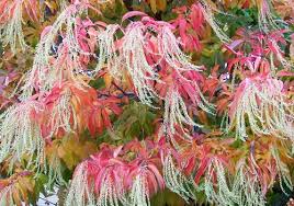 Occasionally young specimens have a more open spreading habit reminiscent of redbud. Ornamental Trees Flowers Of The Sourwood Tree Flower Seeds Ornamental Trees Flowers Perennials