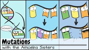 Some of the worksheets for this concept are amoeba sisters video recap natural selection, amoeba sisters genetic drift answer keys epub, natural selection answer key, amoeba. Old Video Mutations The Potential Power Of A Small Change Youtube