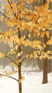 Why Do Some Leaves Persist On Beech And Oak Trees Well Into Winter Winter 2010 Articles Woods Whys In 2020 Deciduous Trees Beech Tree Leaves Oak Tree