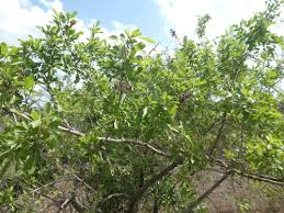 Image result for Searsia pentheri