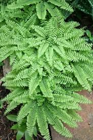 Image result for Adiantum vogelii