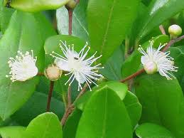 Image result for Eugenia aschersoniana