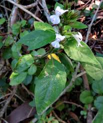 Image result for Hypoestes forskaolii