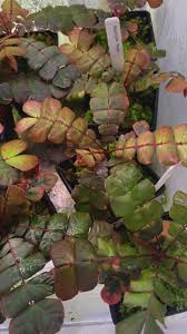 Image result for Biophytum