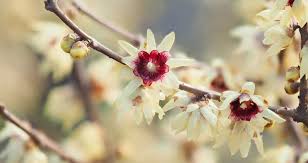 They are kind of the flowers that are available all year. A Winter Guide To North Carolina Blooms Our State