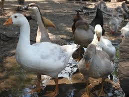 How long until grass first appears? Great Reasons To Raise Geese In Your Back Yard Pethelpful