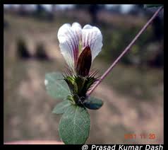 Image result for Blepharis maderaspatensis