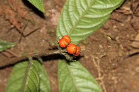 Image result for Rutidea